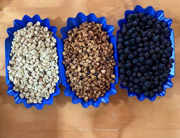 Three blue trays displaying coffee samples from different post-harvest processing methods.